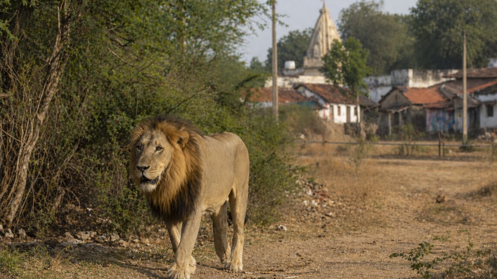 Asiatic lion walks in Junagadh, India, near a village and temple, highlighting wildlife exploitation concerns.
